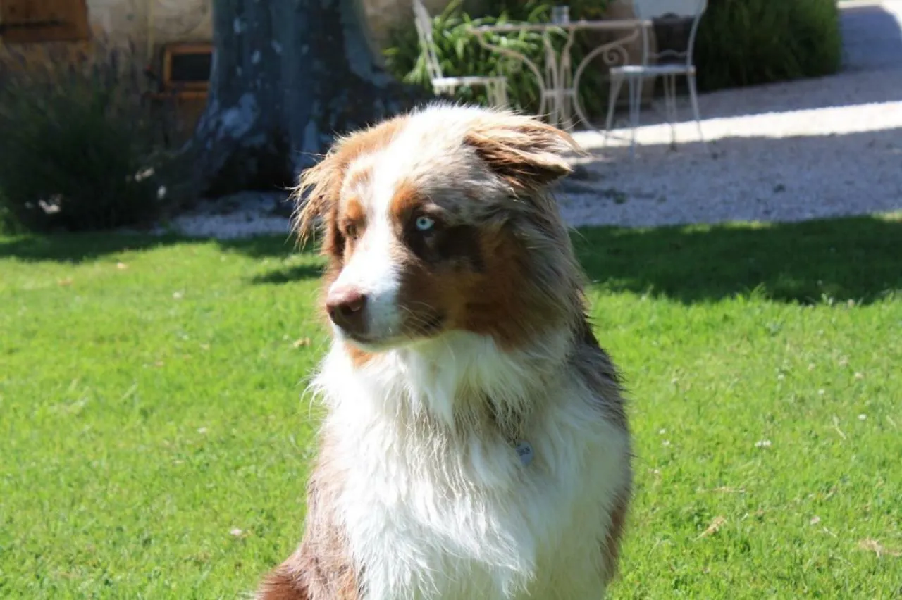 Gites Grand Pre ! Et La Roulotte De Roquecor 0*,  フランス